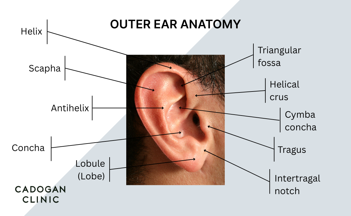 Diagram showing the features of the outer ear
